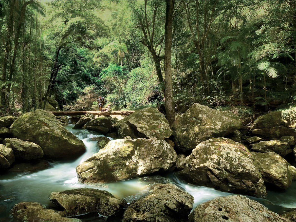 Sunshine Coast Hinterland Great Walk - Journey - Queensland