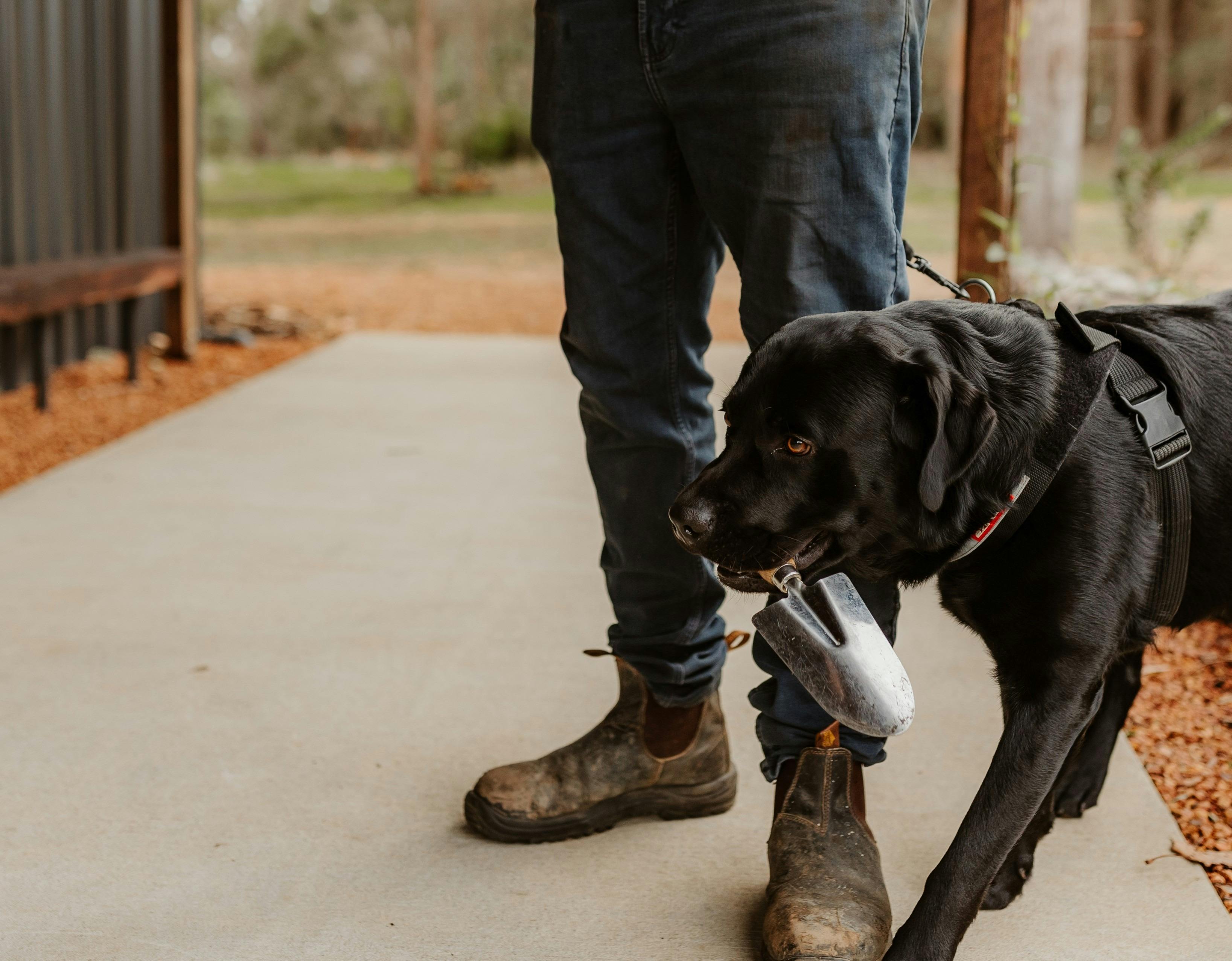 Margaret River Truffle Dog