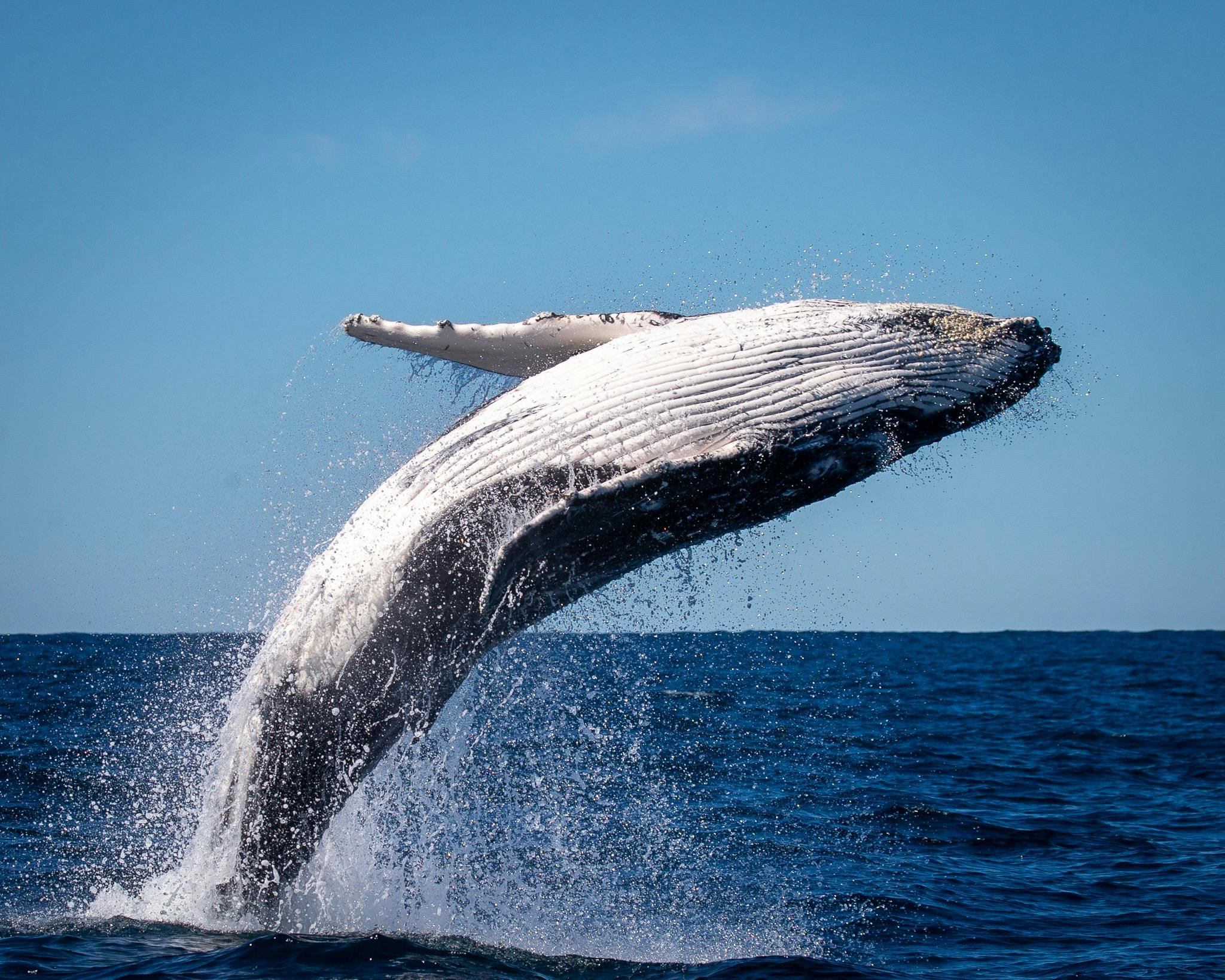 Breaching humpback calf, Merimbula