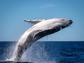 Breaching humpback calf, Merimbula