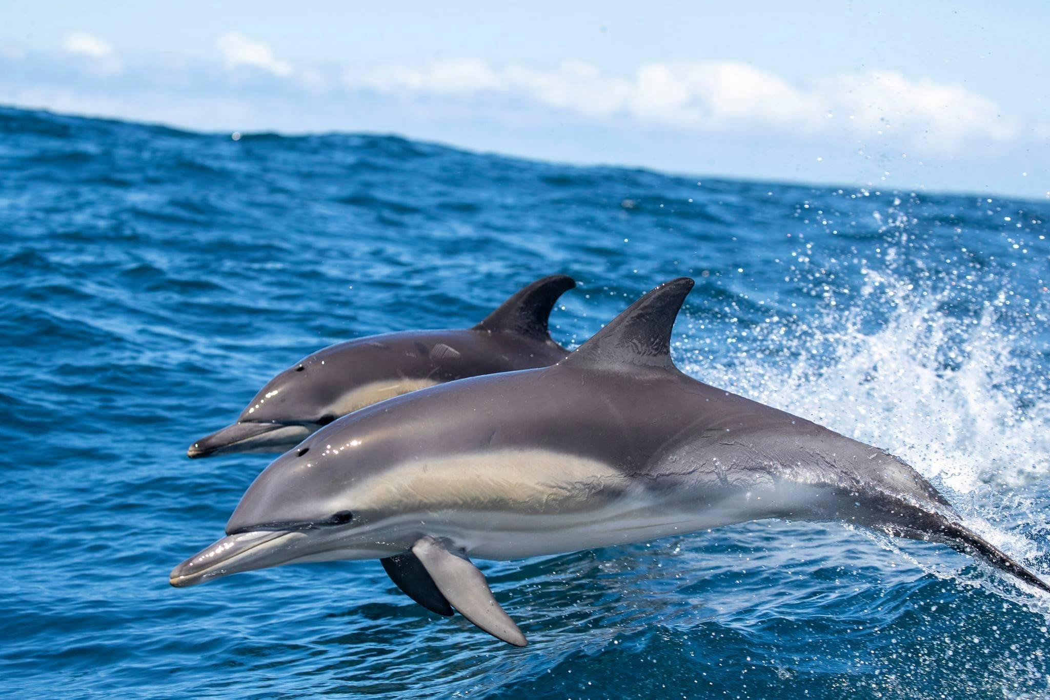 Merimbula Wildlife  Adventure