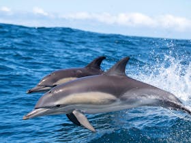 Common Dolphins Merimbula