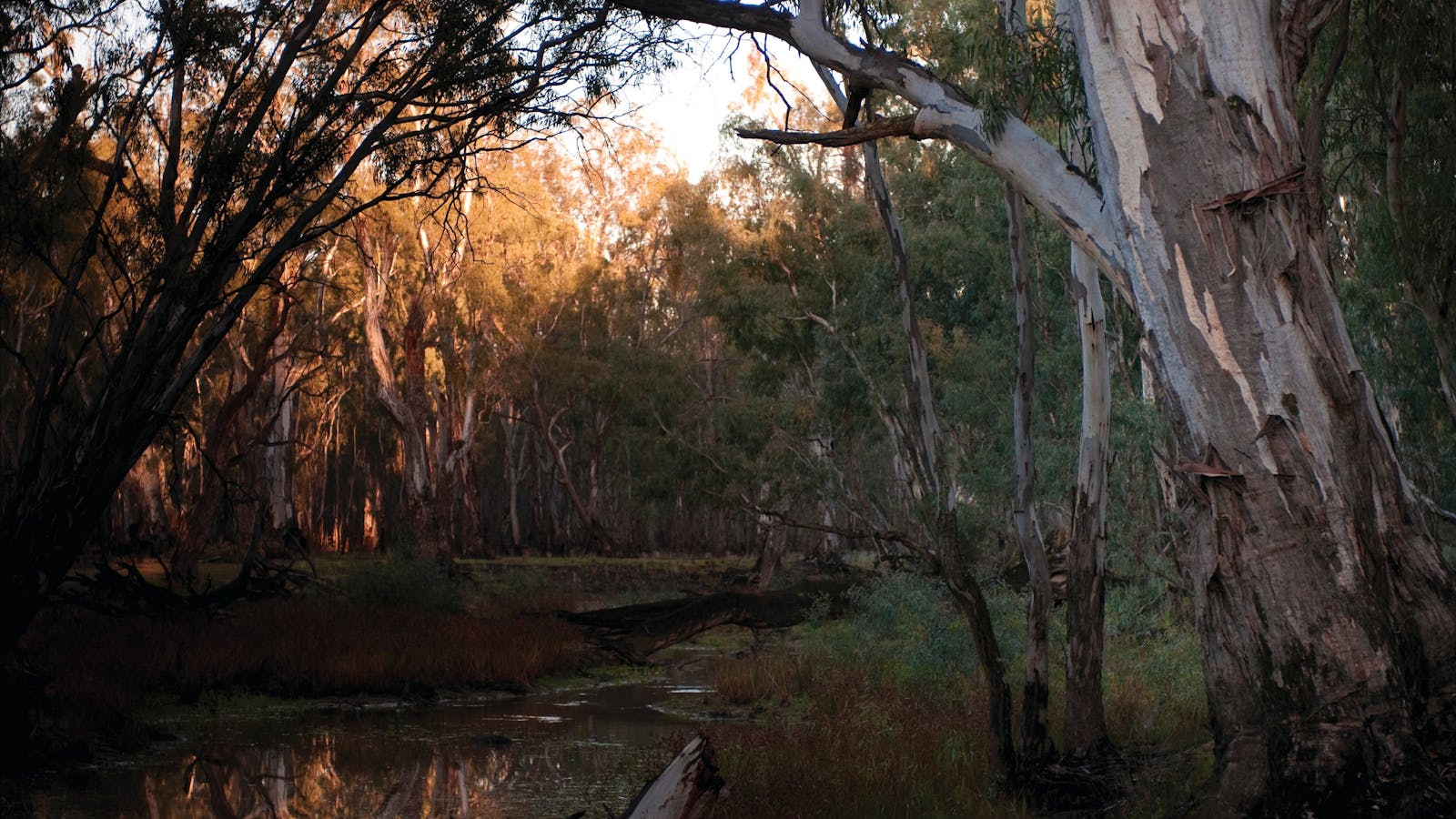 Barmah National Park
