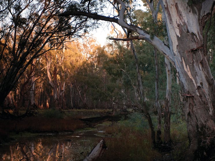 Barmah National Park