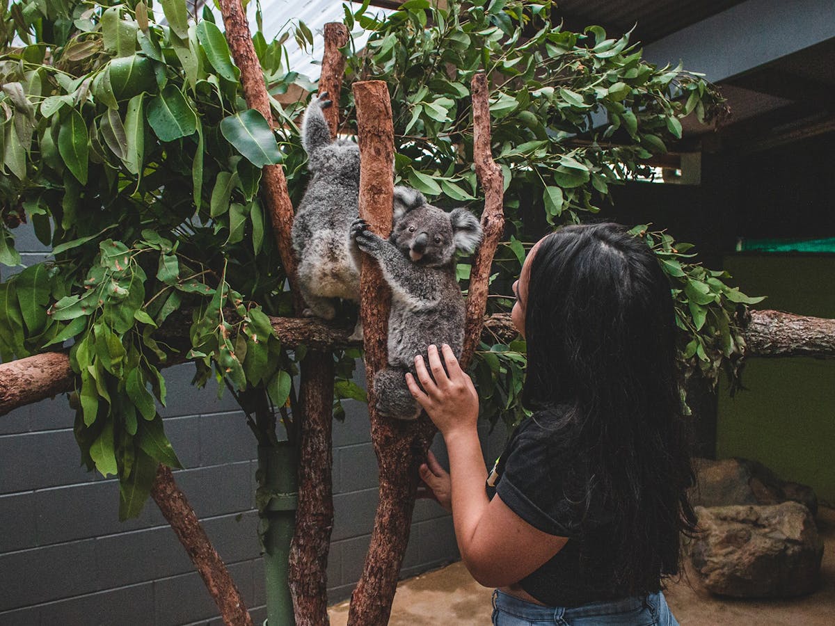 Female in koala Enclosure enjoying Exclusive Koala Access Experience at Rainforestation