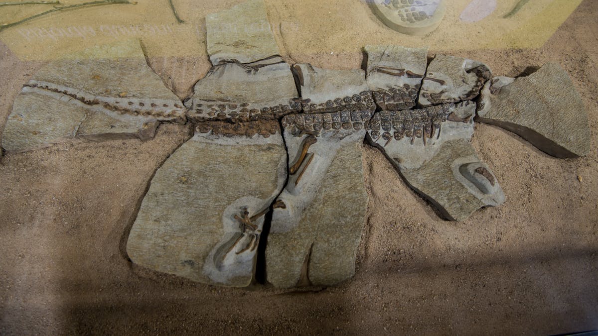 "Isifordia Duncani" Fossils
