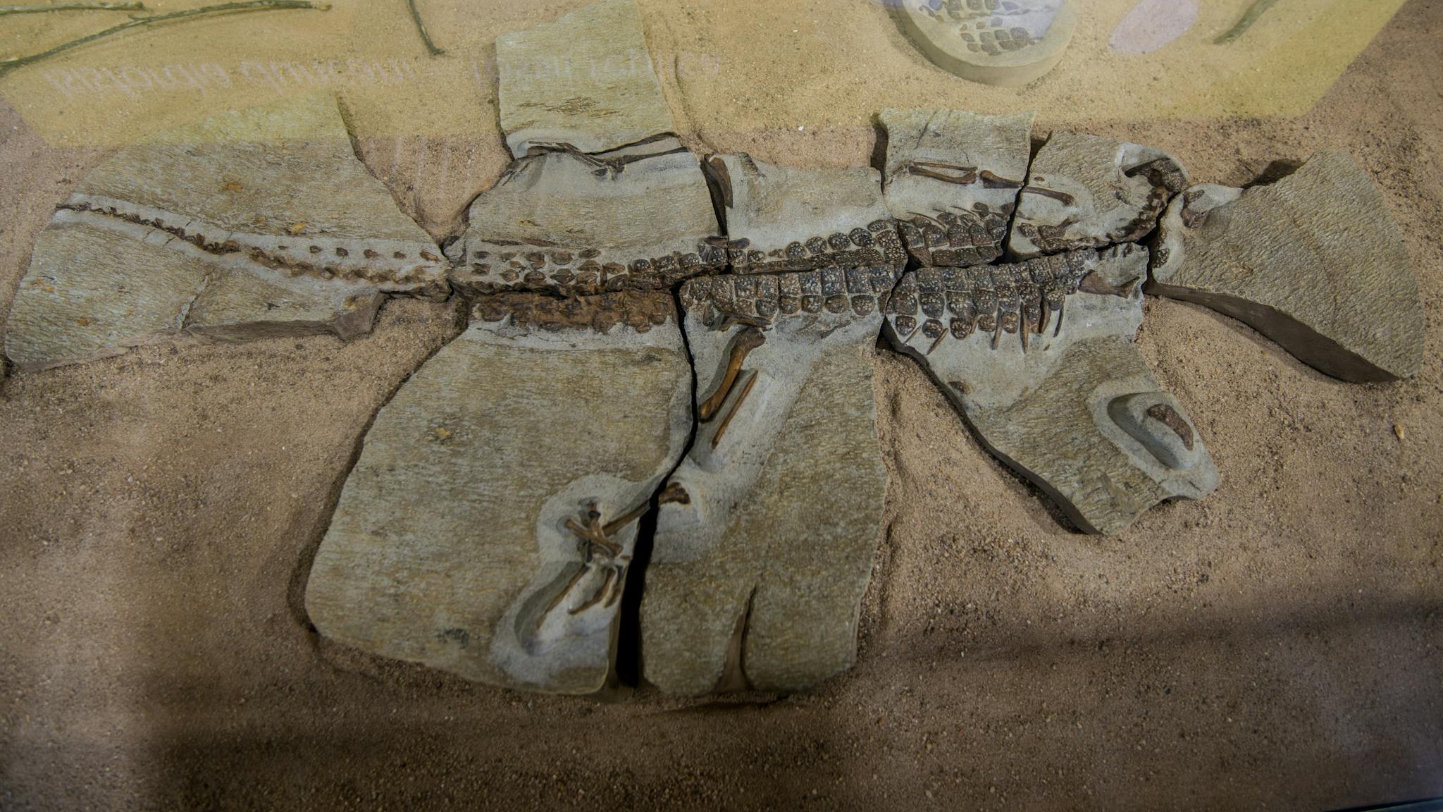 "Isifordia Duncani" Fossils "Isifordia Duncani" Fossils