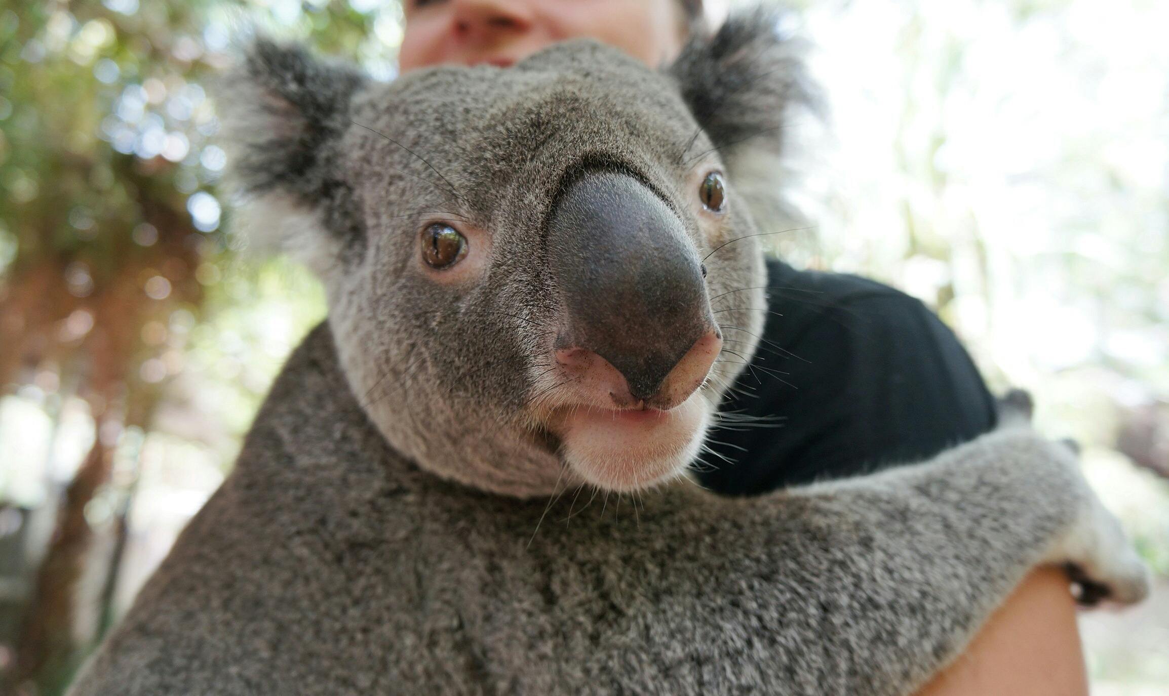 Koala