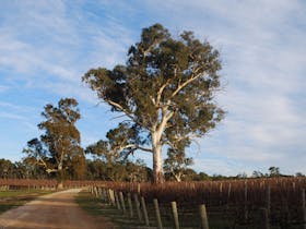 vineyard1