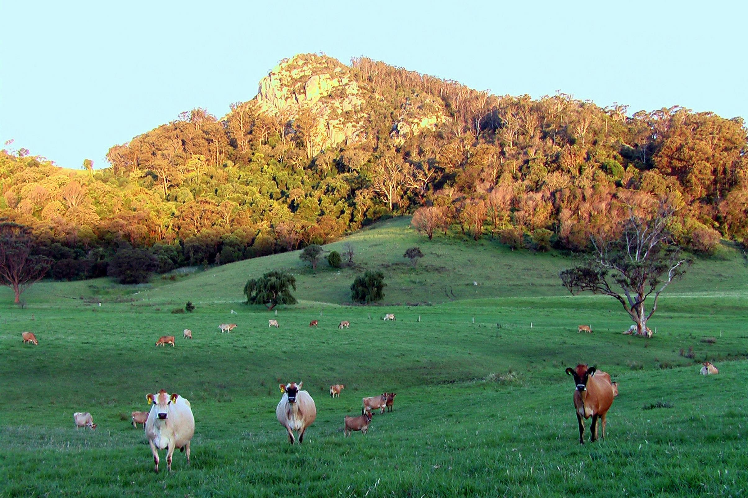 Tilbas beautiful jersey dairy cows