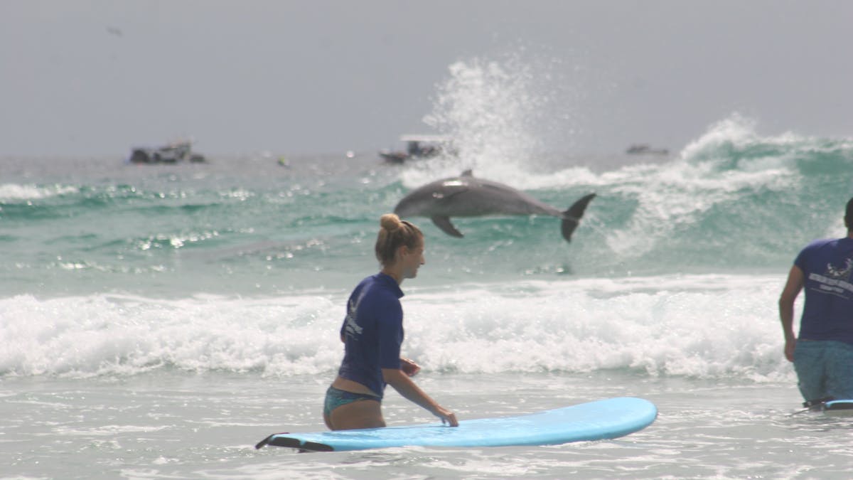 A surf student pauses in the water as a dolphin leaps through the surf in an unforgettable moment.