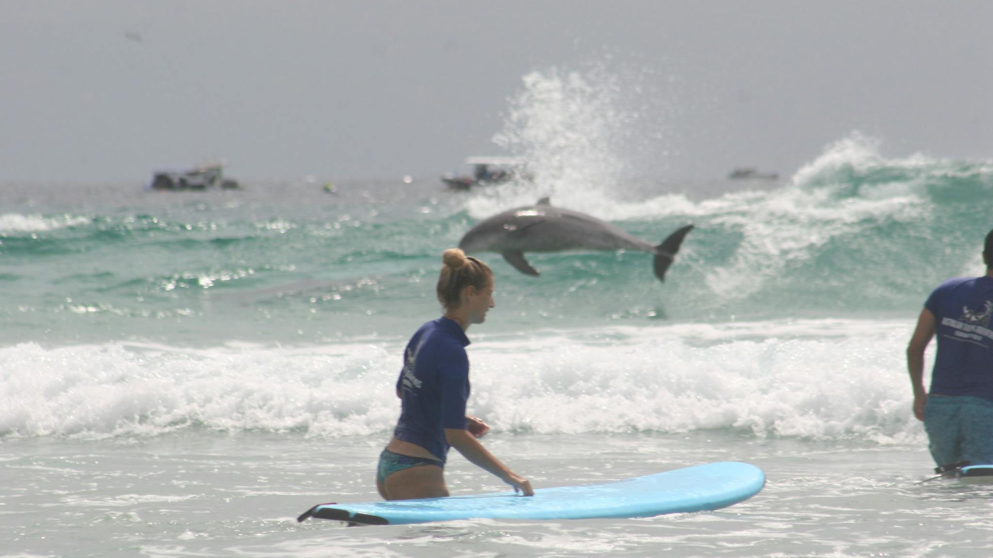 A surf student pauses in the water as a dolphin leaps through the surf in an unforgettable moment. A surf student pauses in the water as a dolphin leaps through the surf in an unforgettable moment.