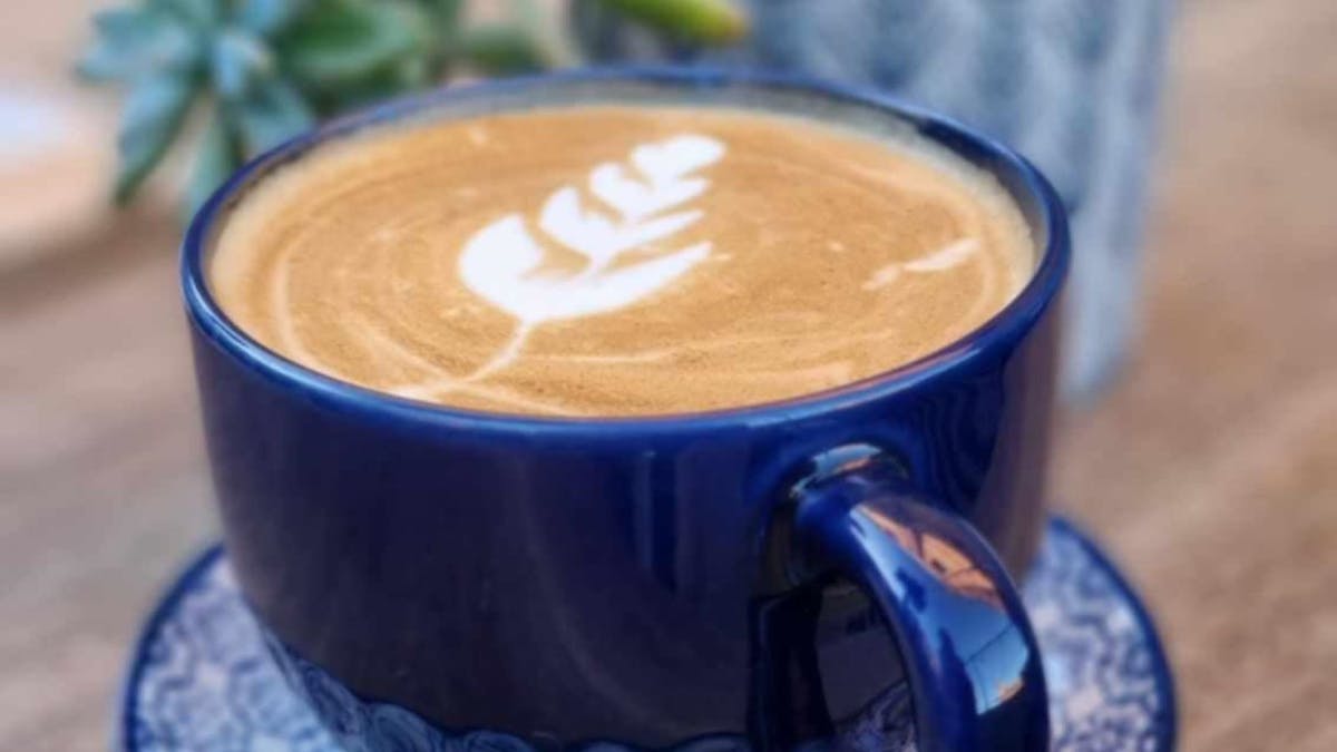 best coffee in ipswich,  plant