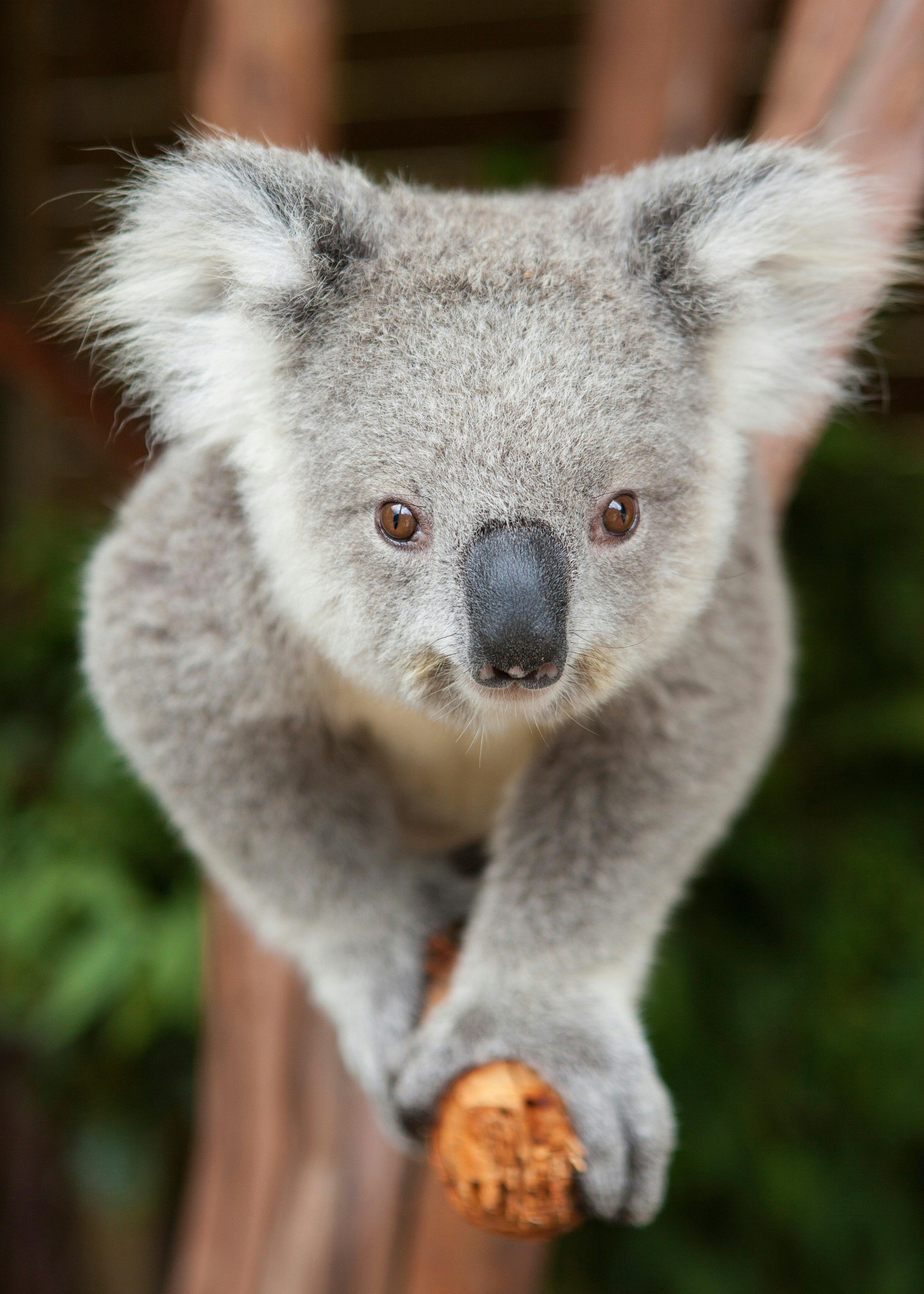 (海倫斯堡, 澳洲)Symbio Wildlife Park - 旅遊景點評論 - Tripadvisor