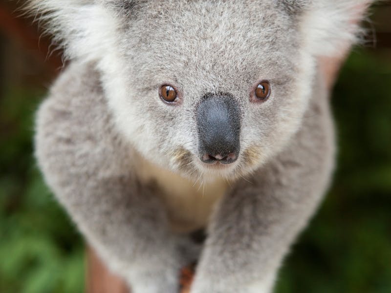 オーストラリアで最もかわいい動物と出会える場所 オーストラリア政府観光局 オーストラリアで最もかわいい動物と出会える場所 オーストラリア政府観光局