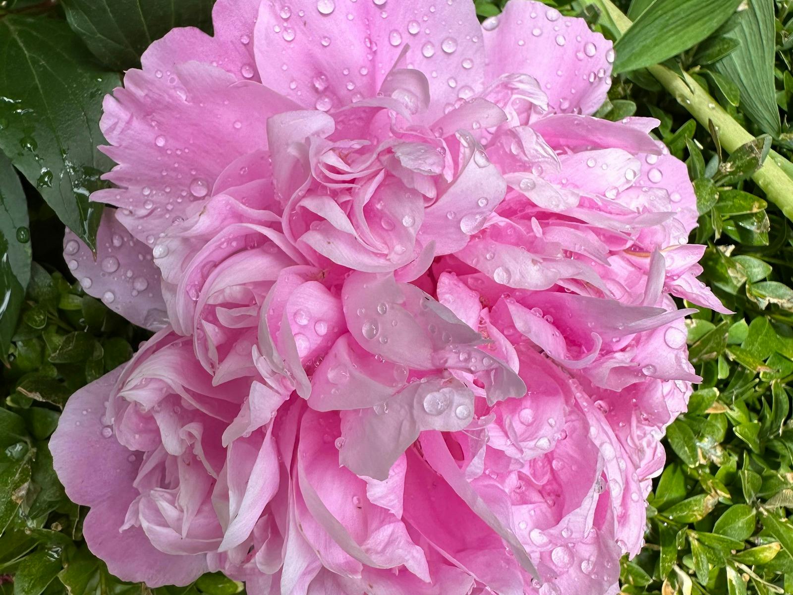 pink white camelia
