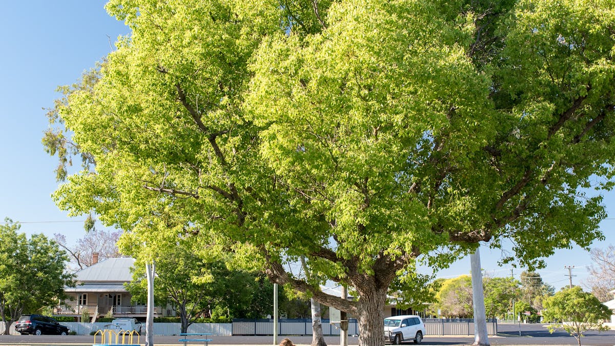 Girl sitting under a tree at the Goondiwindi Town Park