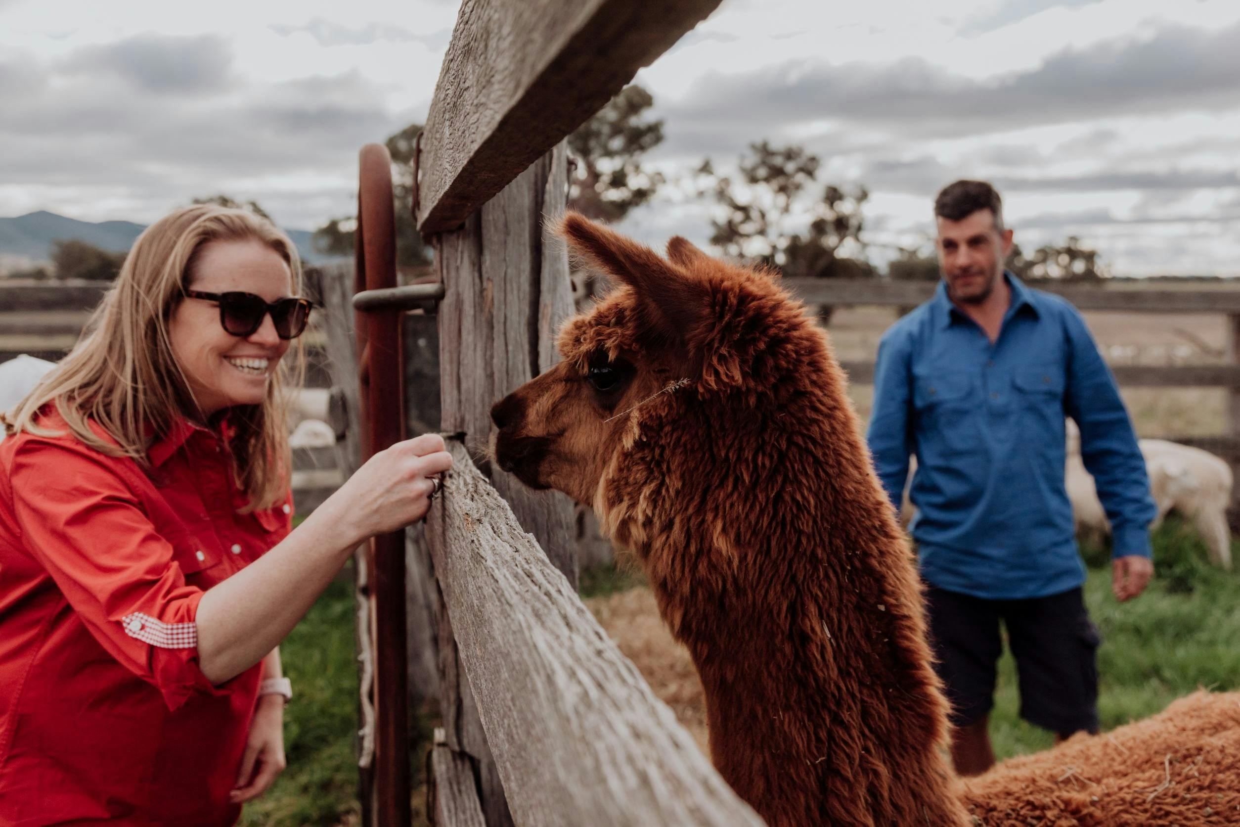Patting alpaca