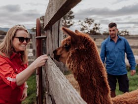 Patting alpaca