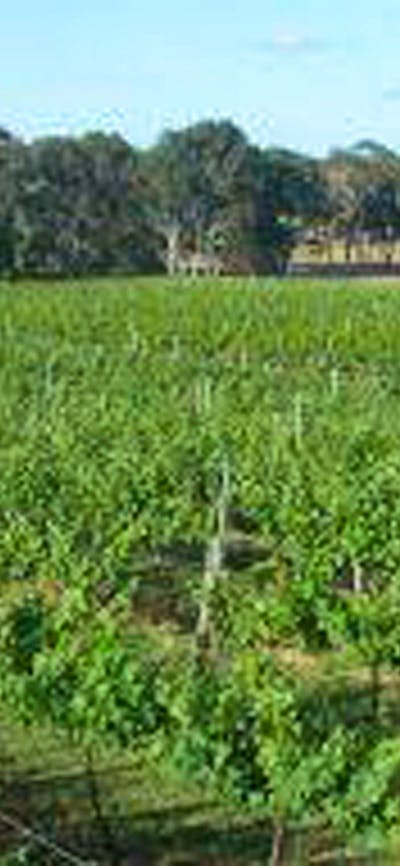 Vines