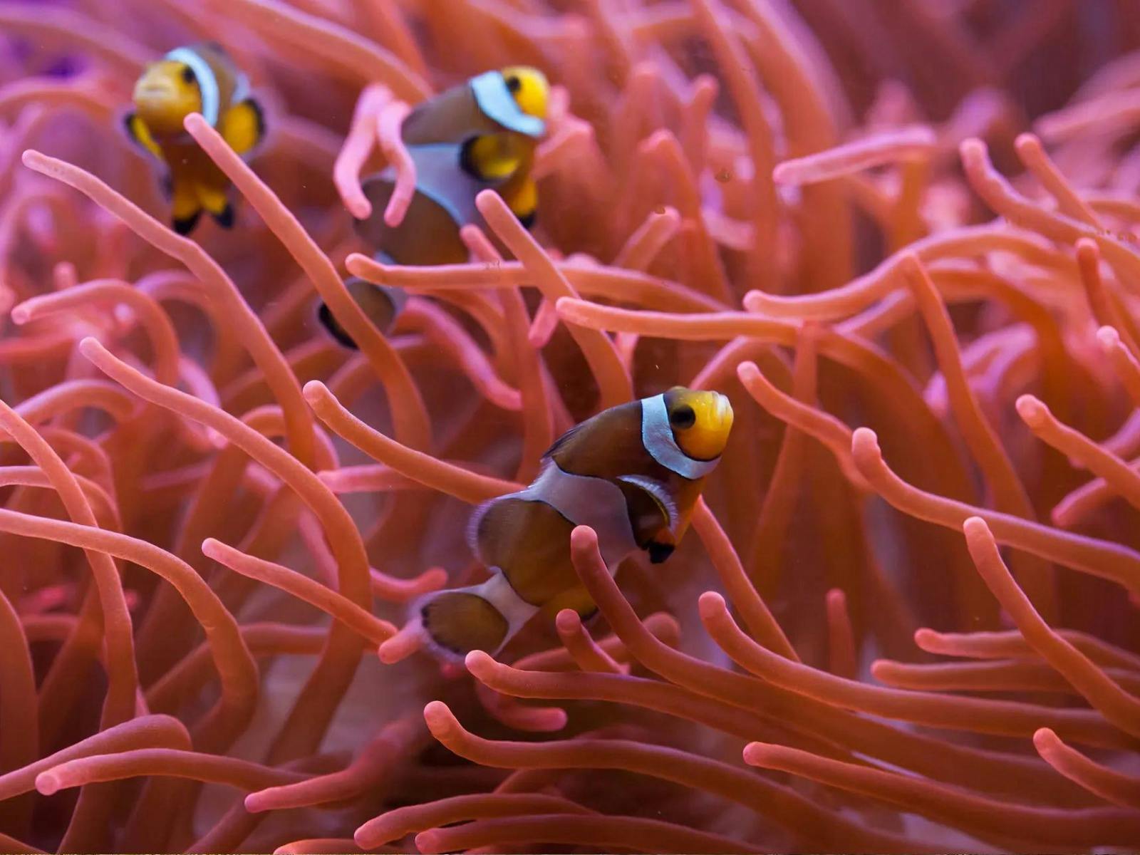 queensland_great-barrier-reef_clownfish