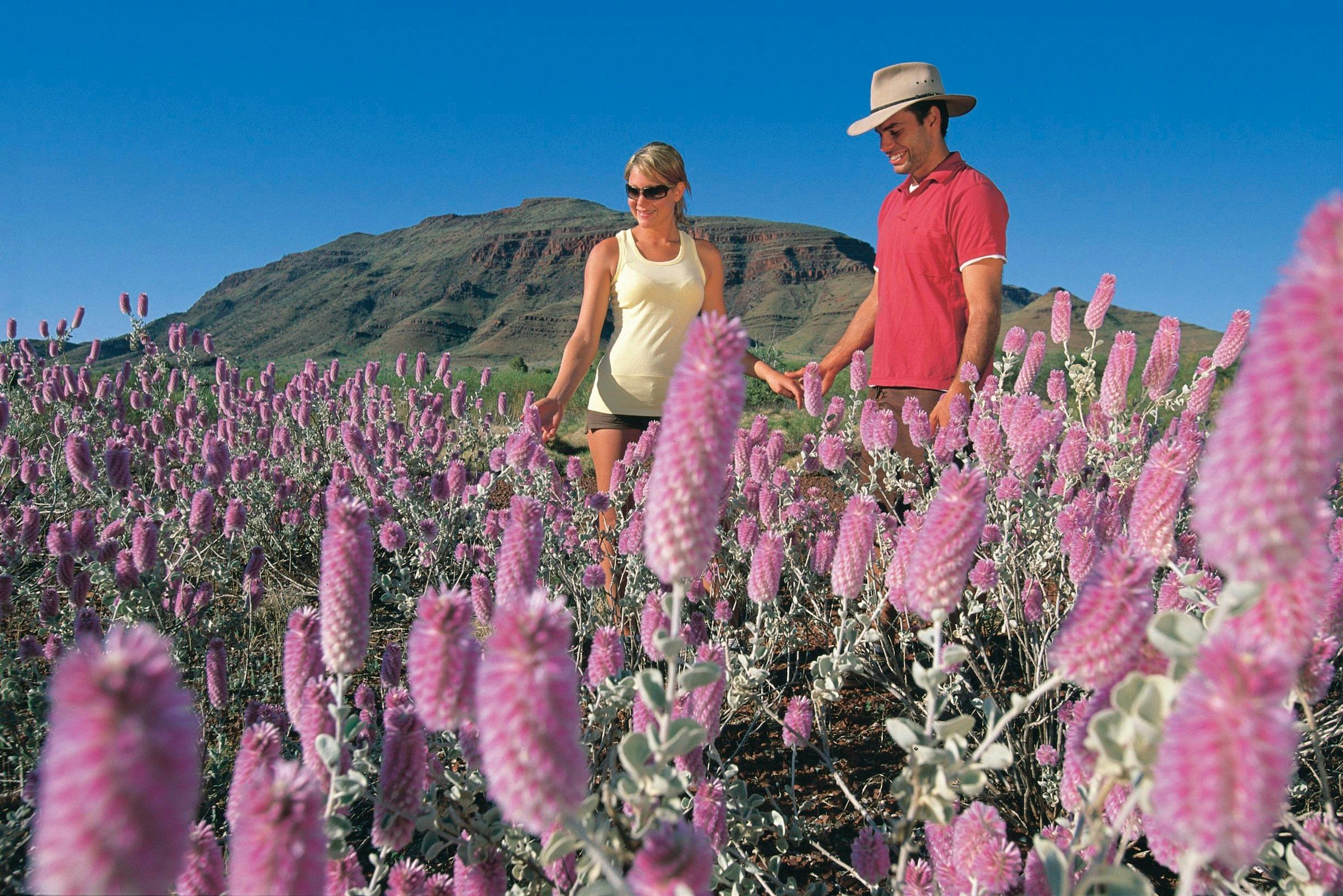 Pilbara Wildflower Trail, Mount Bruce, Western Australia