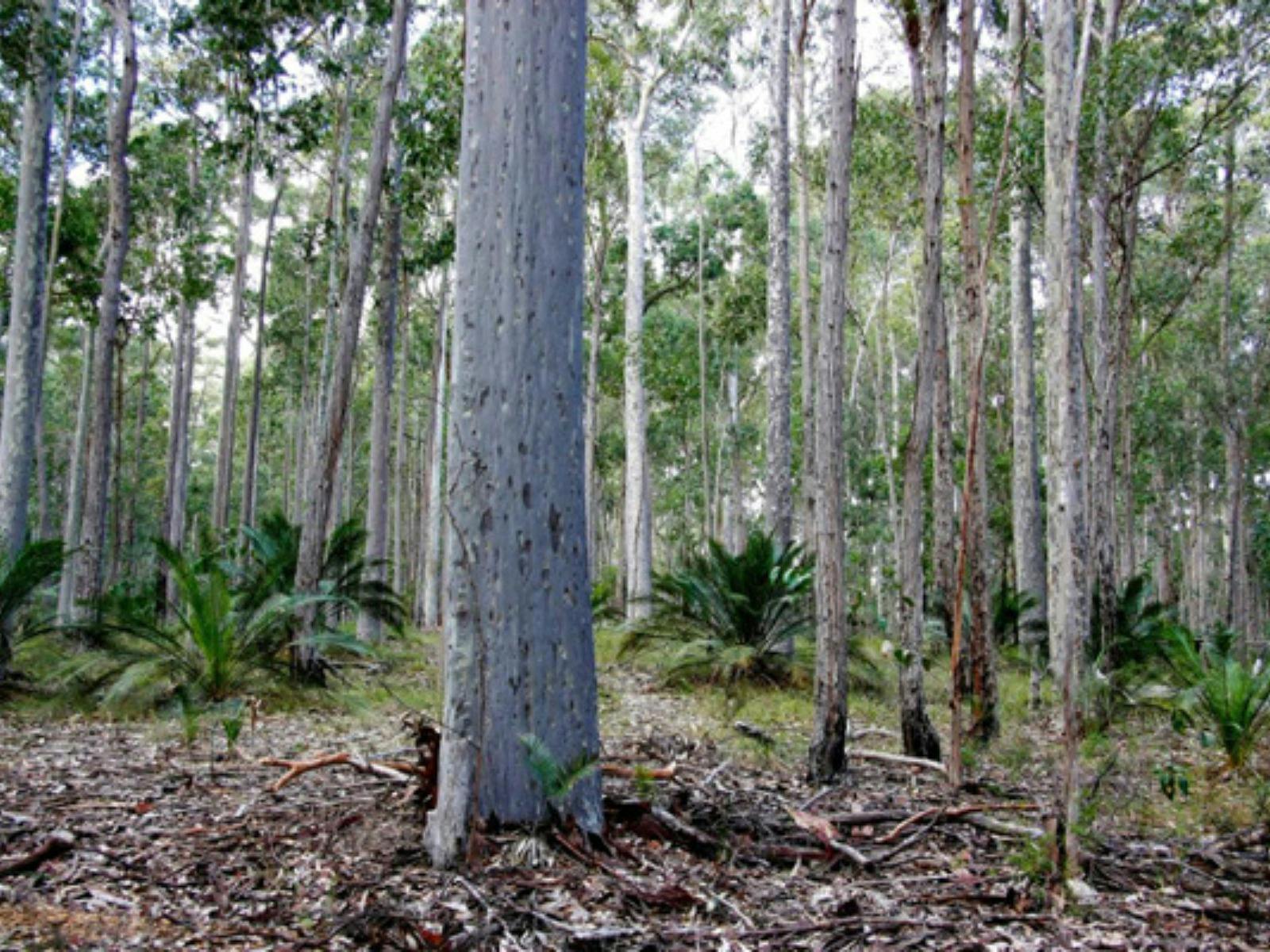 Belanglo State Forest