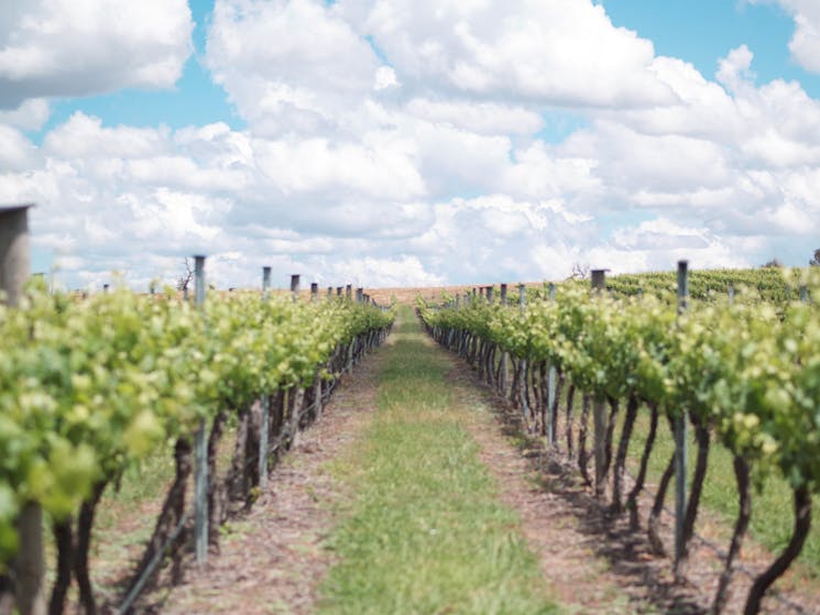 Rows of Grapes at the Four Winds Vineyard