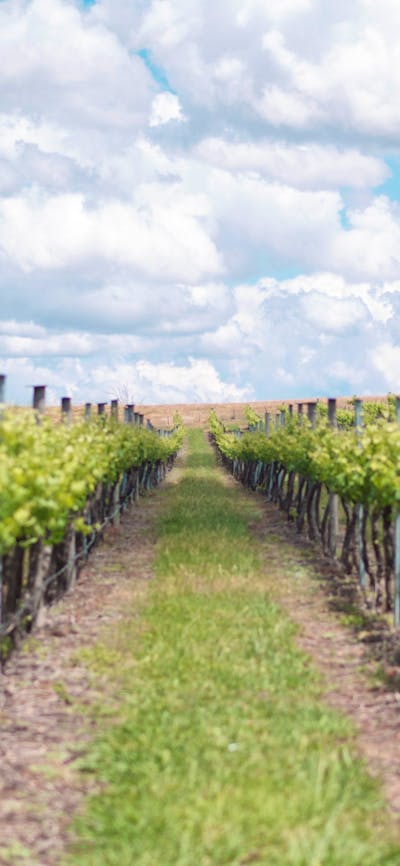 Rows of Grapes at the Four Winds Vineyard