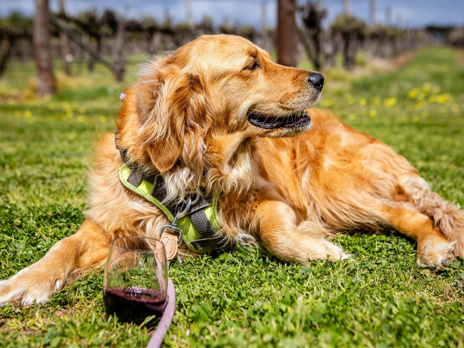 dog sits in sun with glass of red wine