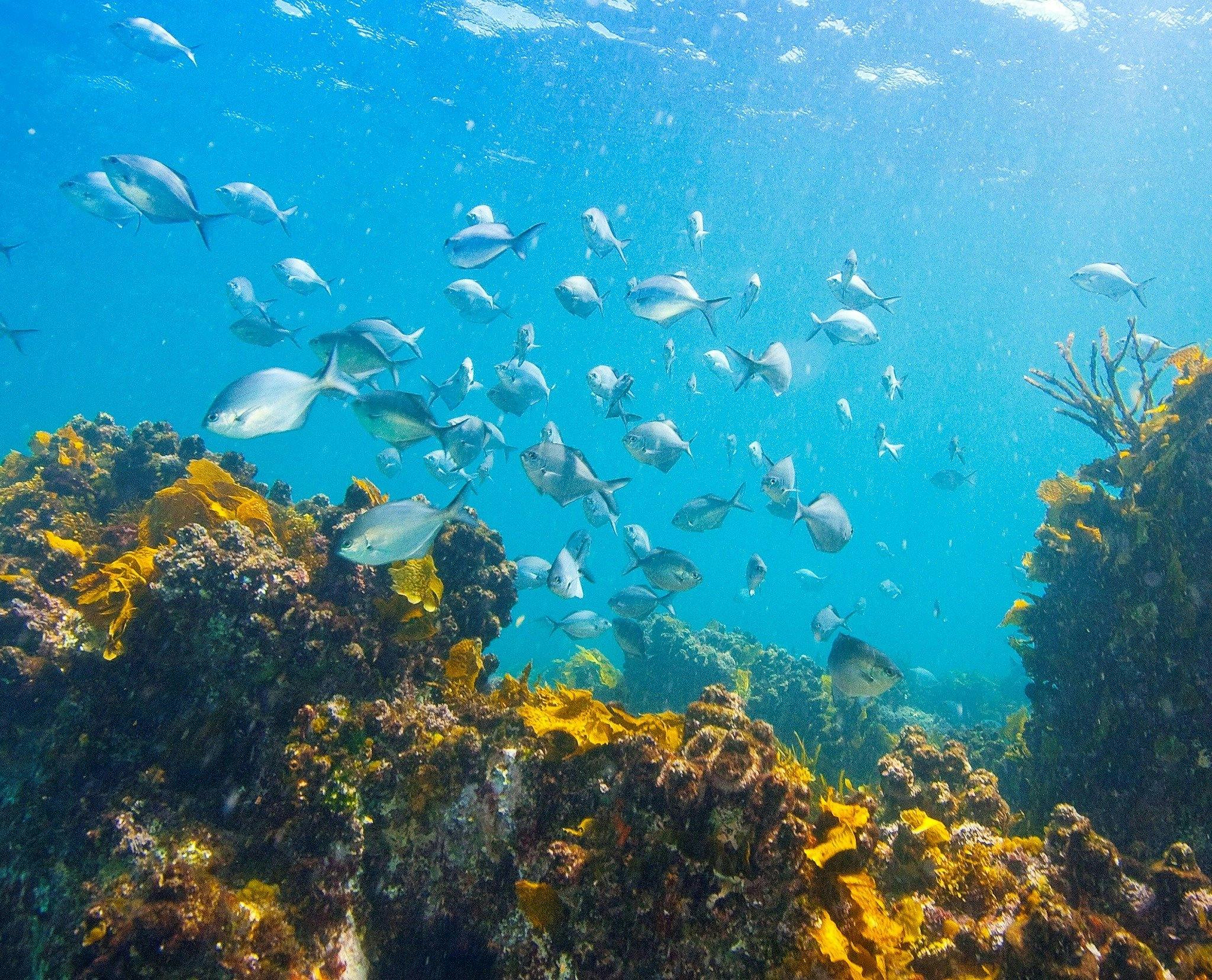 Snorkelling McKenzies Beach