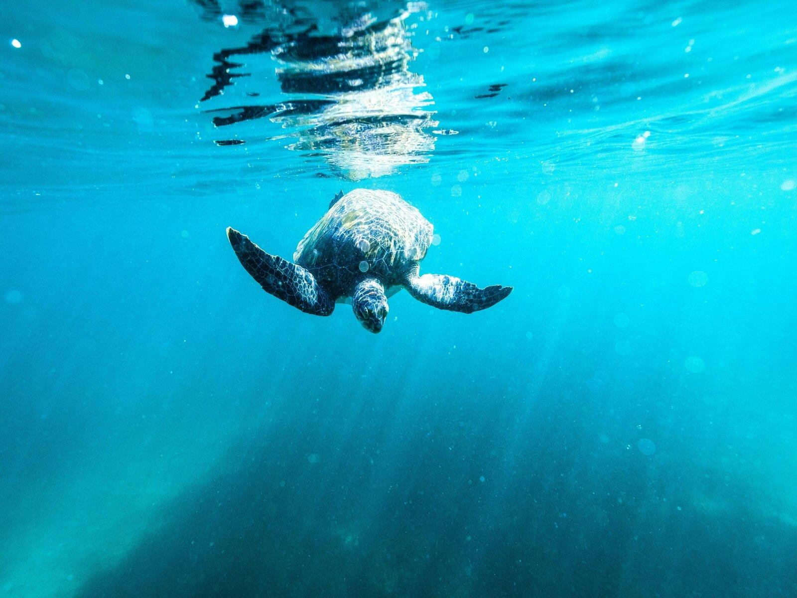 Öko-Touren Manly Shelly Beach Öko-Touren Schnorcheln