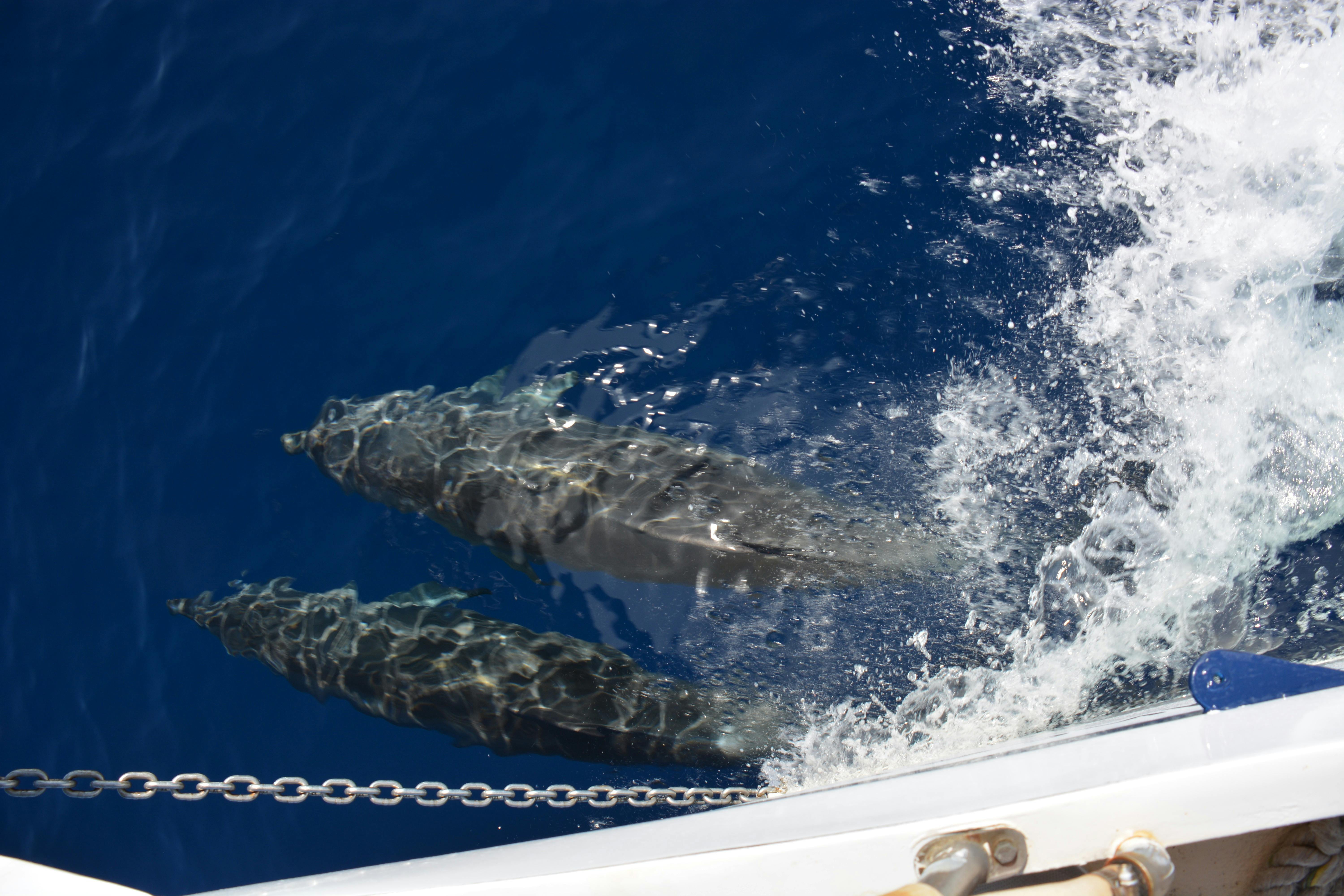 Sometimes dolphins swom with us for as long as 30 minutes!