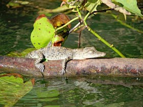 Little Crocodile