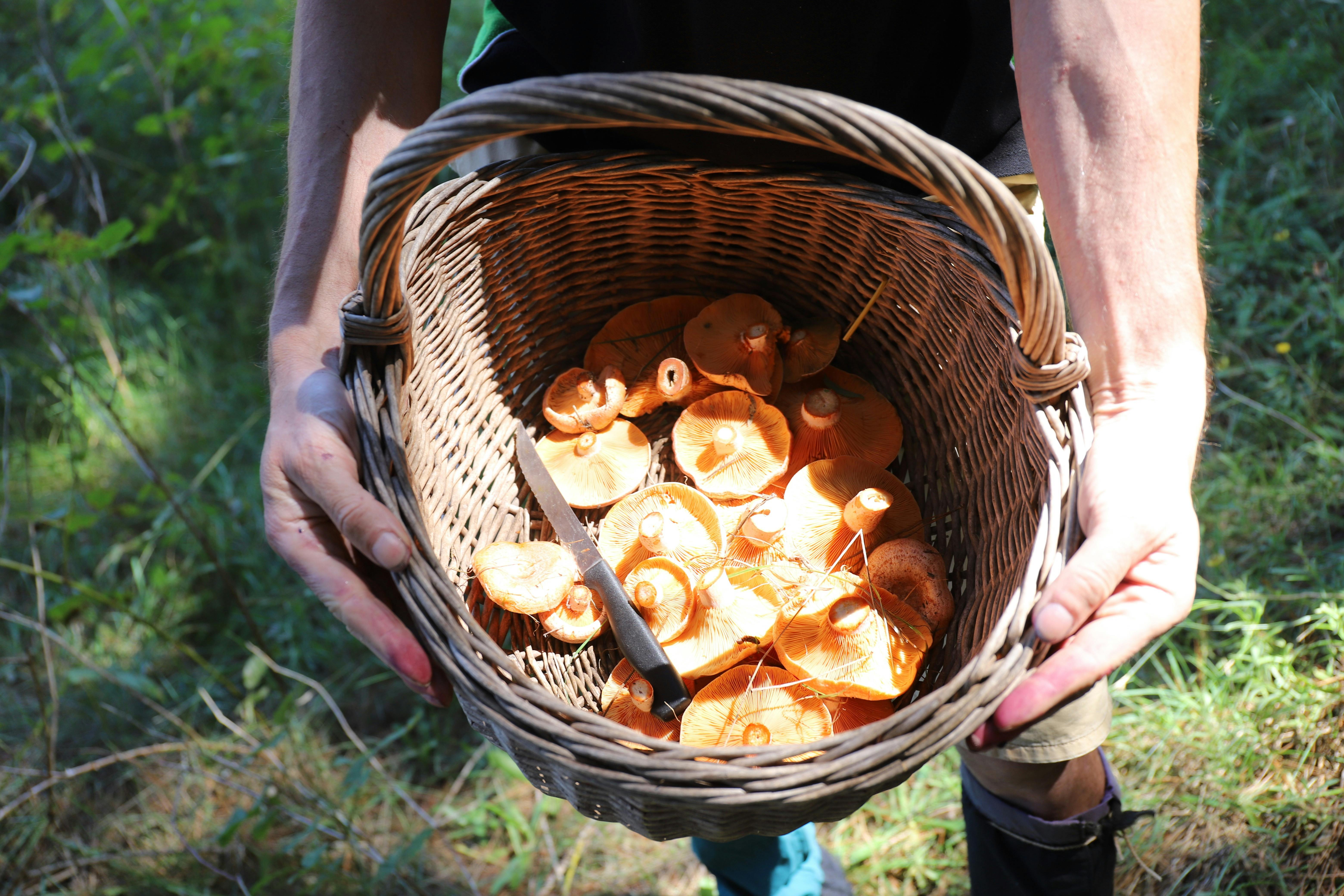 ANZAC Weekend Wild Mushroom Hunt