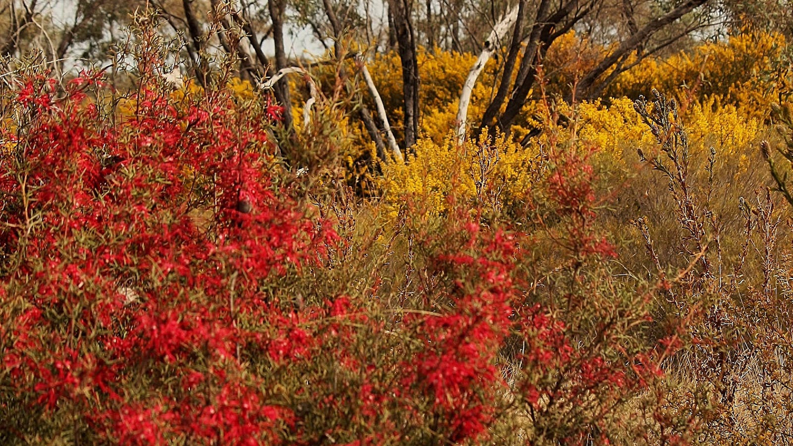 Tambo's Wilderness Way