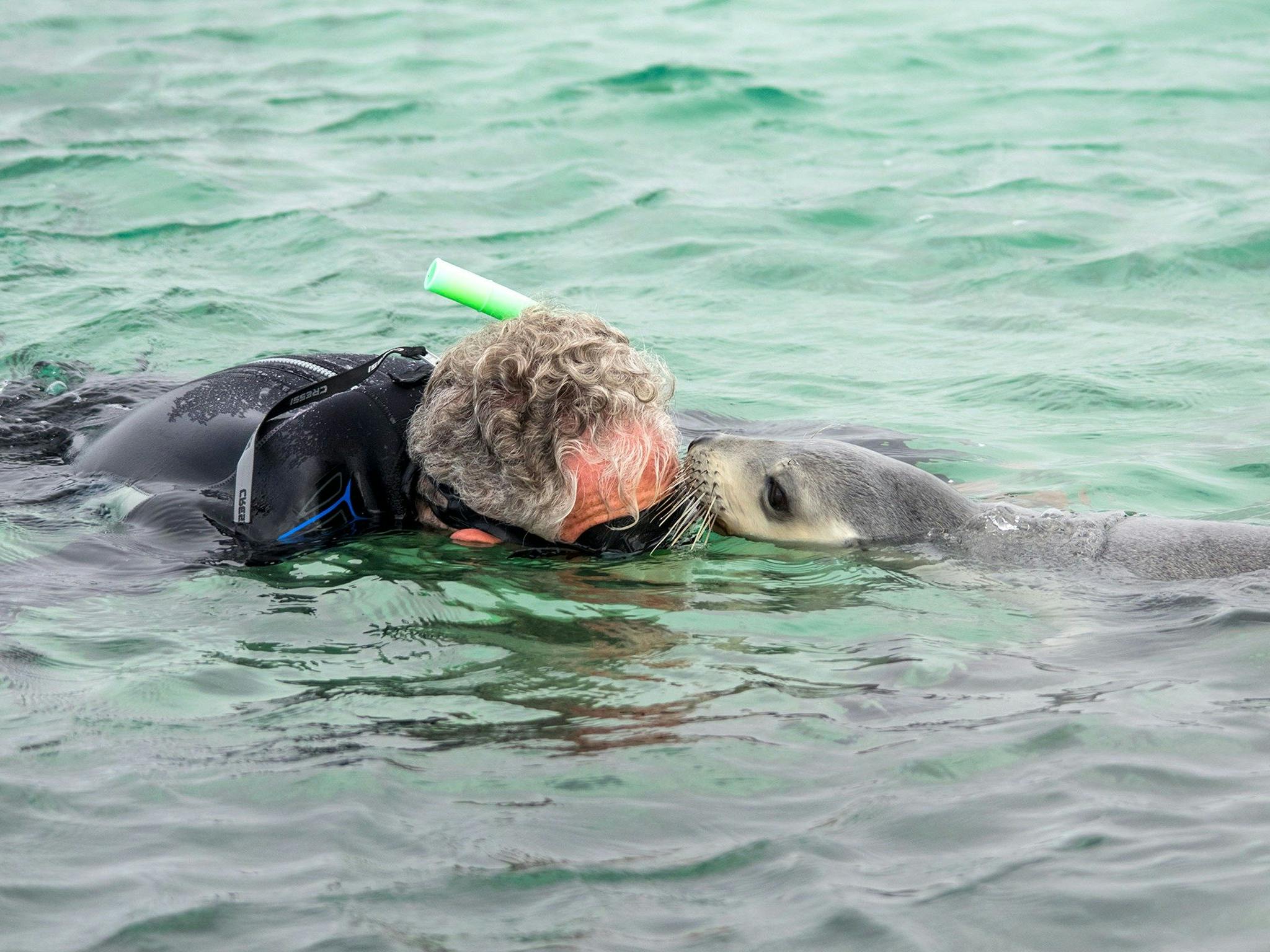 Man snorkeling with a sea lion coming up close to his face, to see him