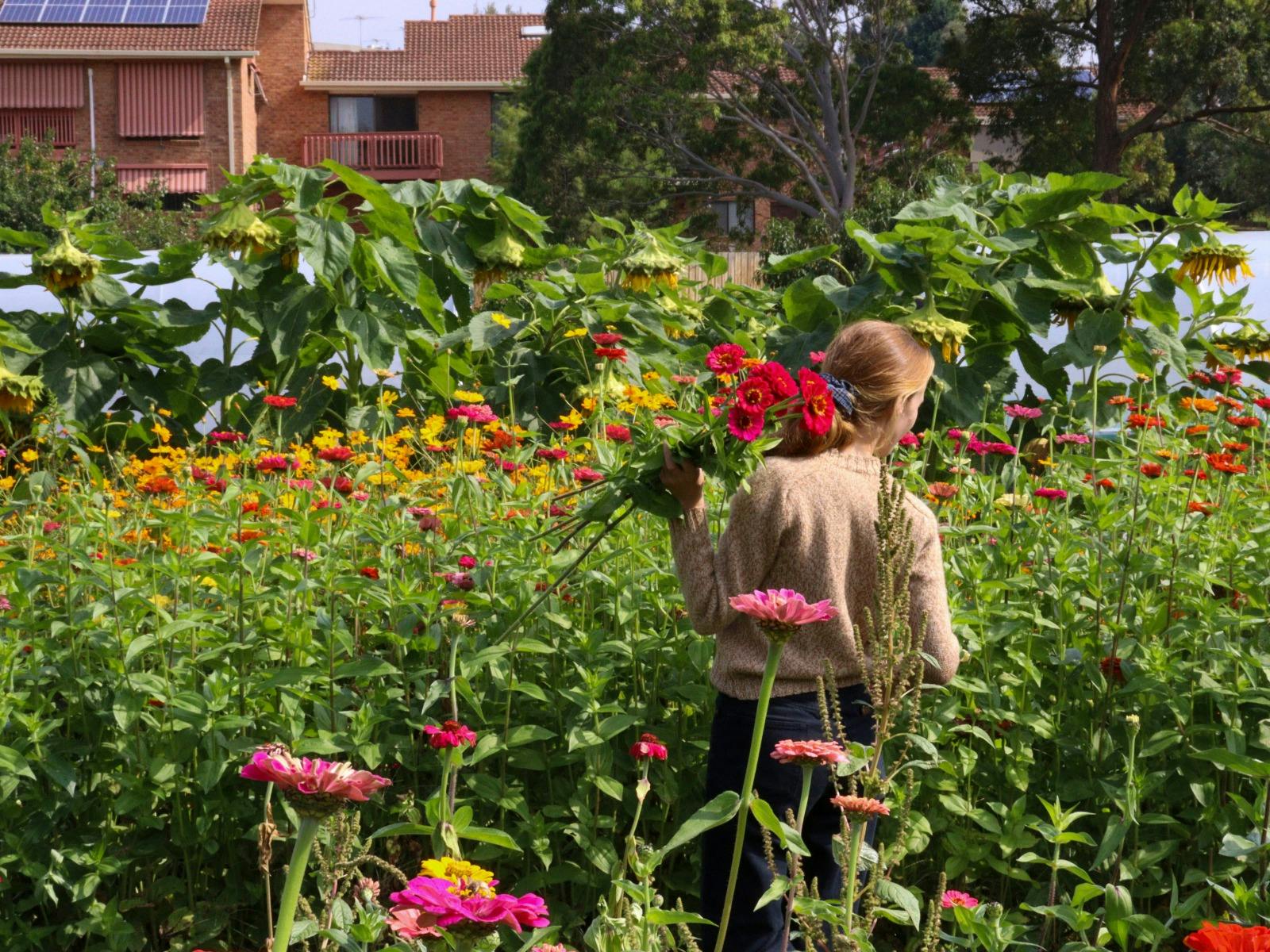 A person picks colourful zinnias surrounded by blooms on the farm.