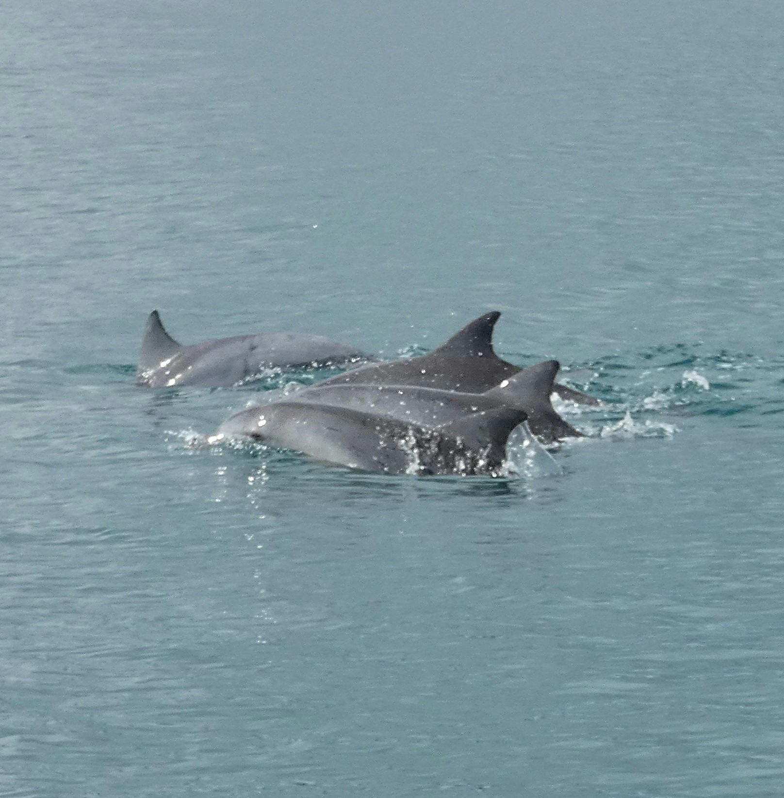 Dolphins Fraser Coast Hervey Bay Nature Cruise