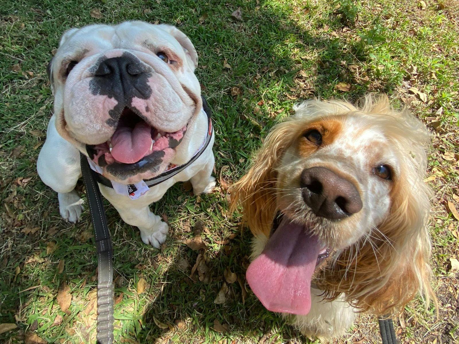 Happy pups enjoying their walk with Furry Tail Pet Care.