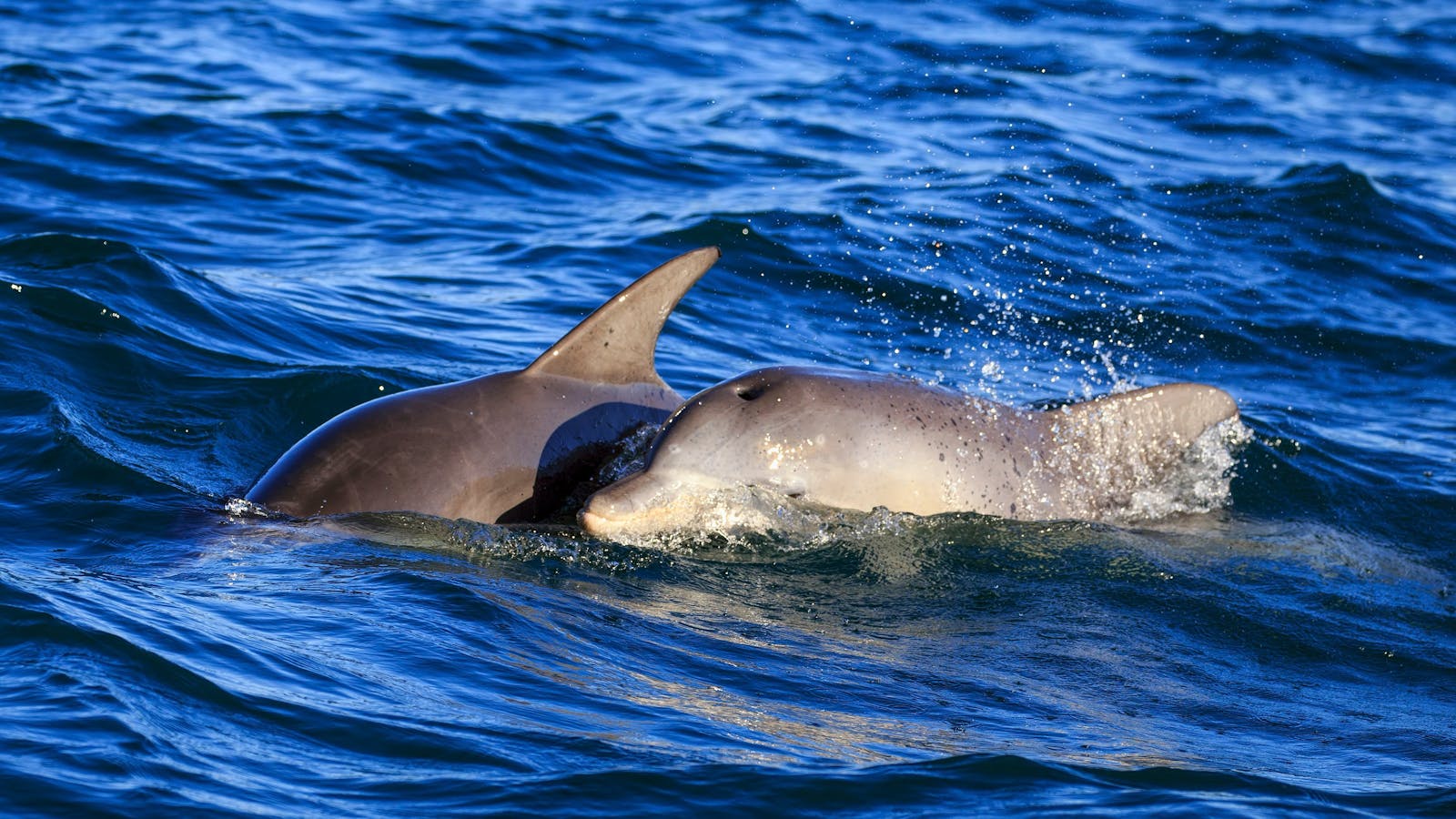 Mother & Calf Dolphins