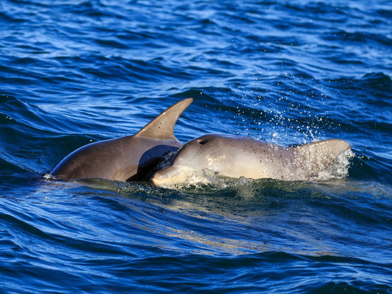 Mother & Calf Dolphins