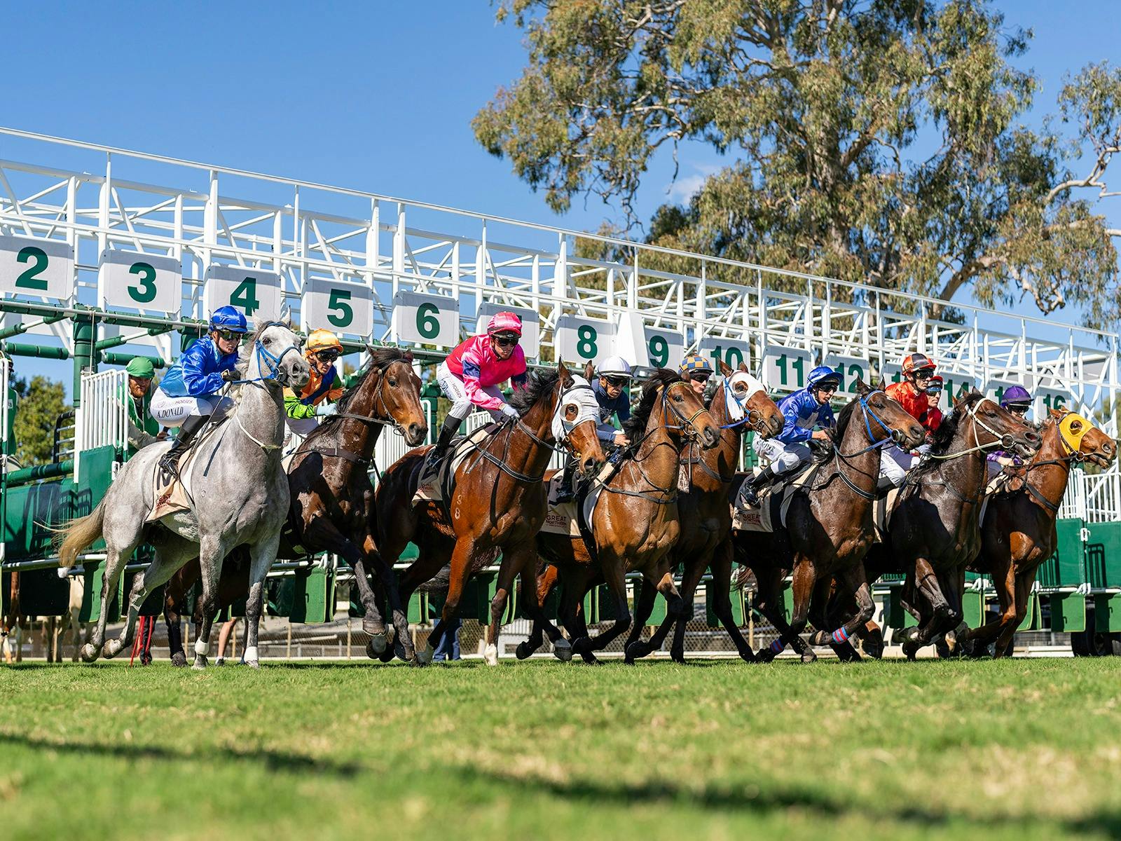 Join us at Callaghan Park for 30+ race meetings annually