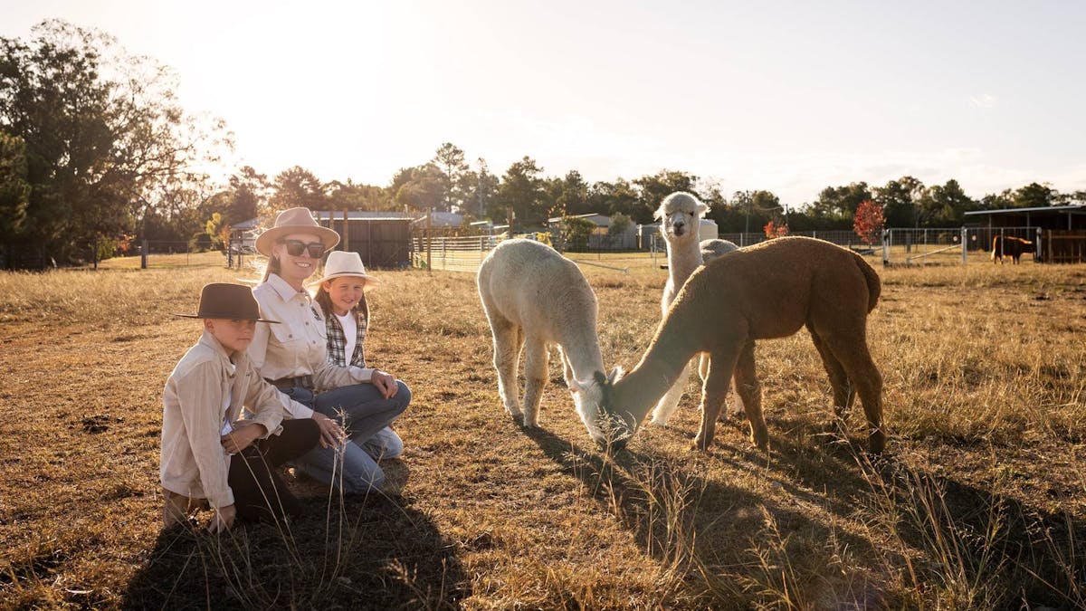 Family hand feeding our friendly alpacas