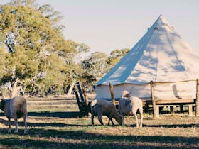 Grazing Sheep under the shade of a gum tree outside a Bell tent