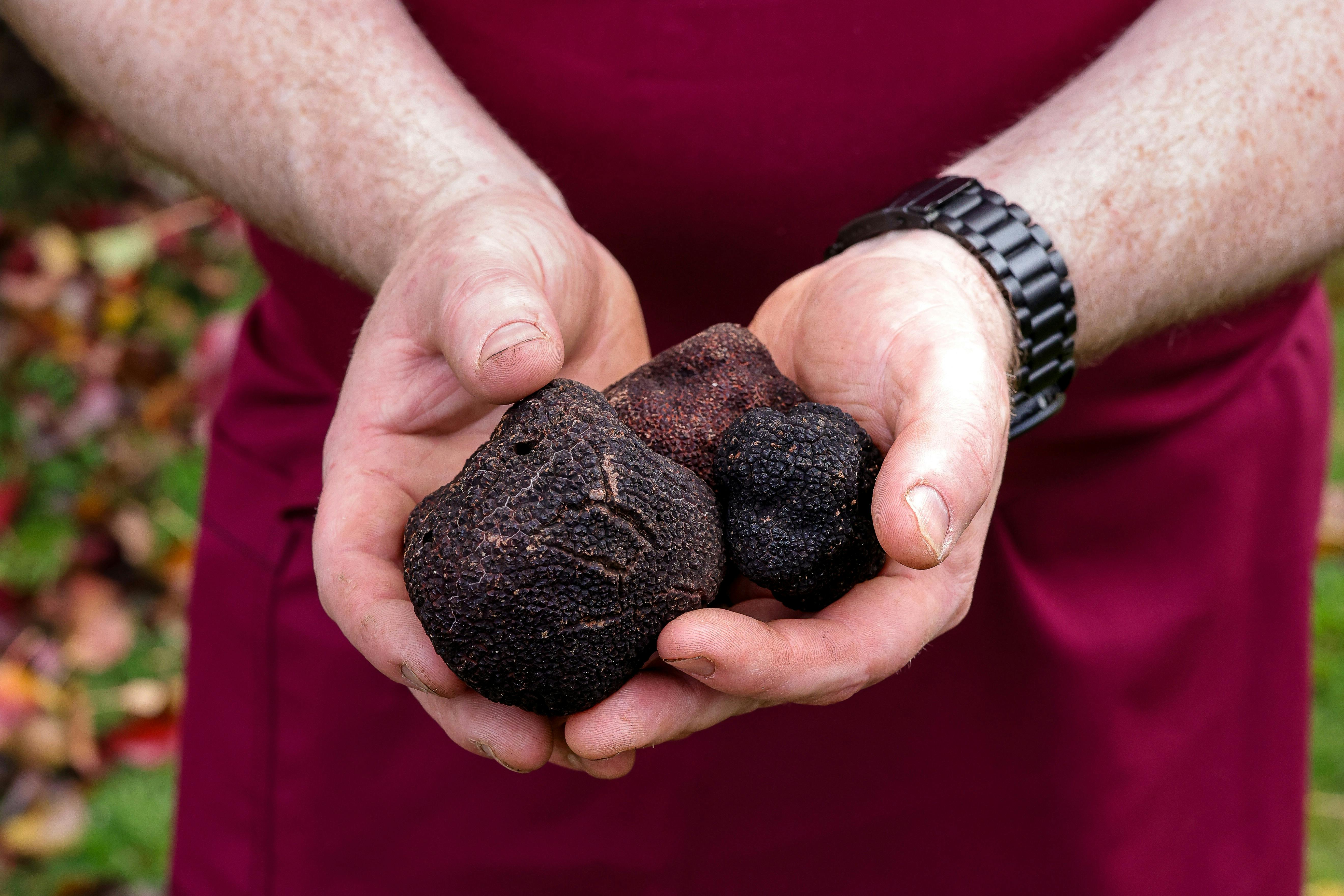 Summer Truffle Hunts at Black Cat Truffles
