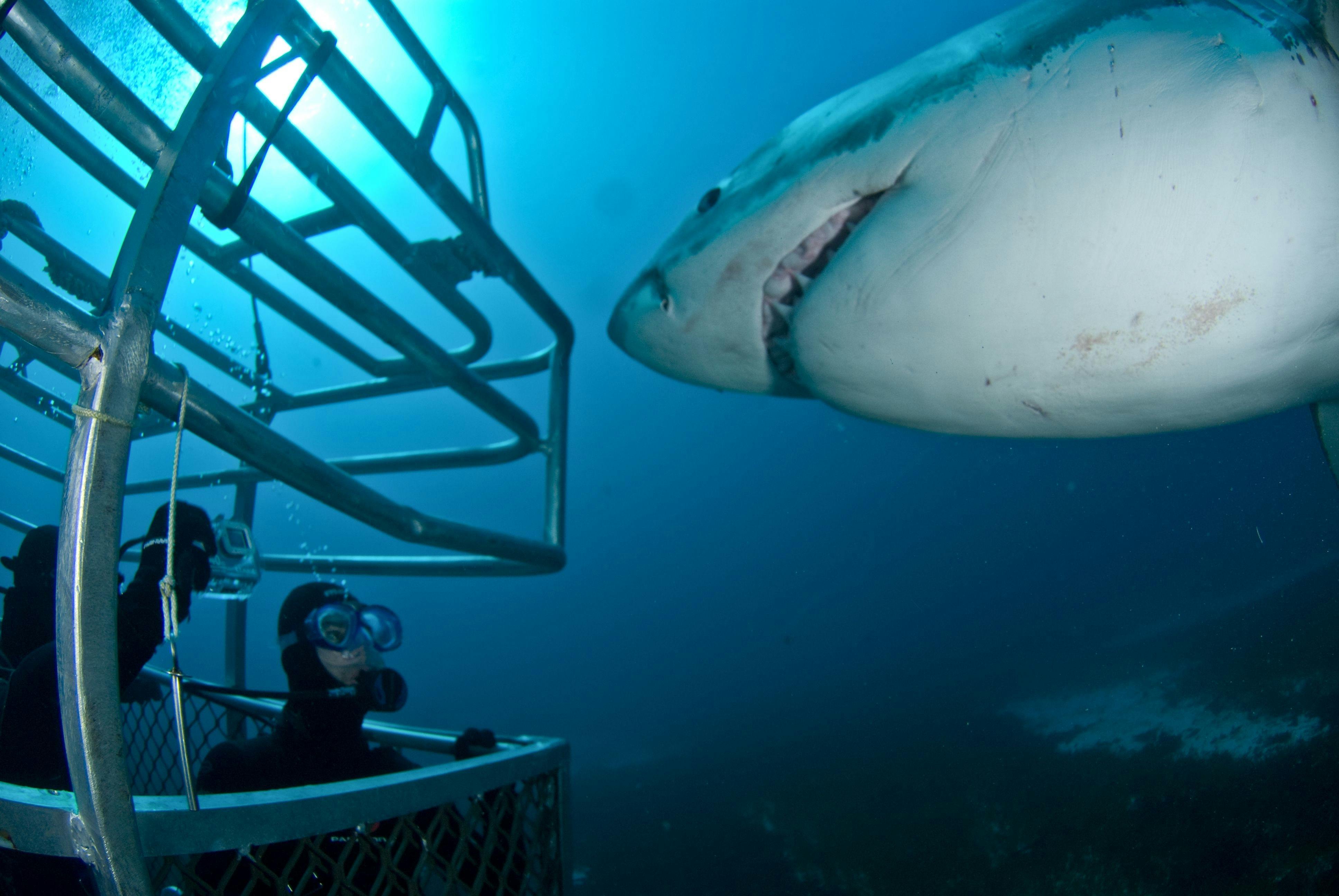 Ocean Floor Diving with Great White Sharks