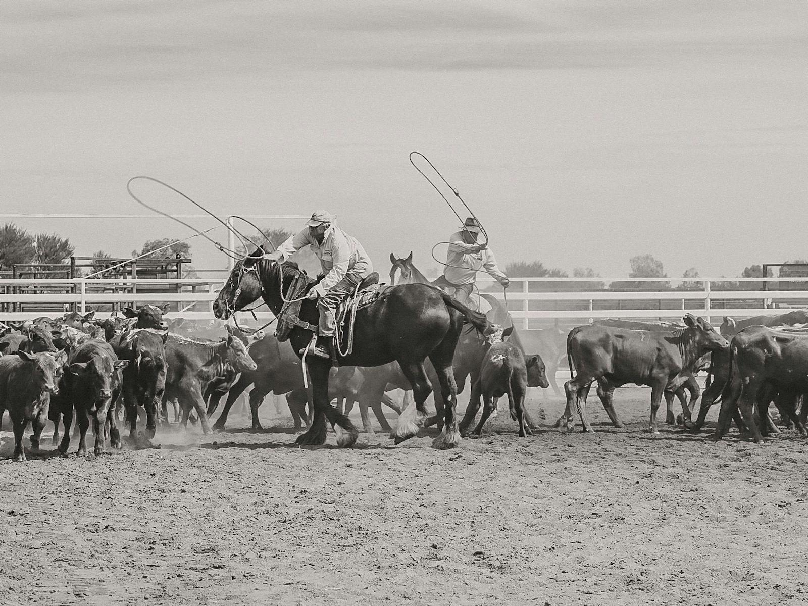 Jundah Bronco Branding And Bullock Ride | Events | Queensland