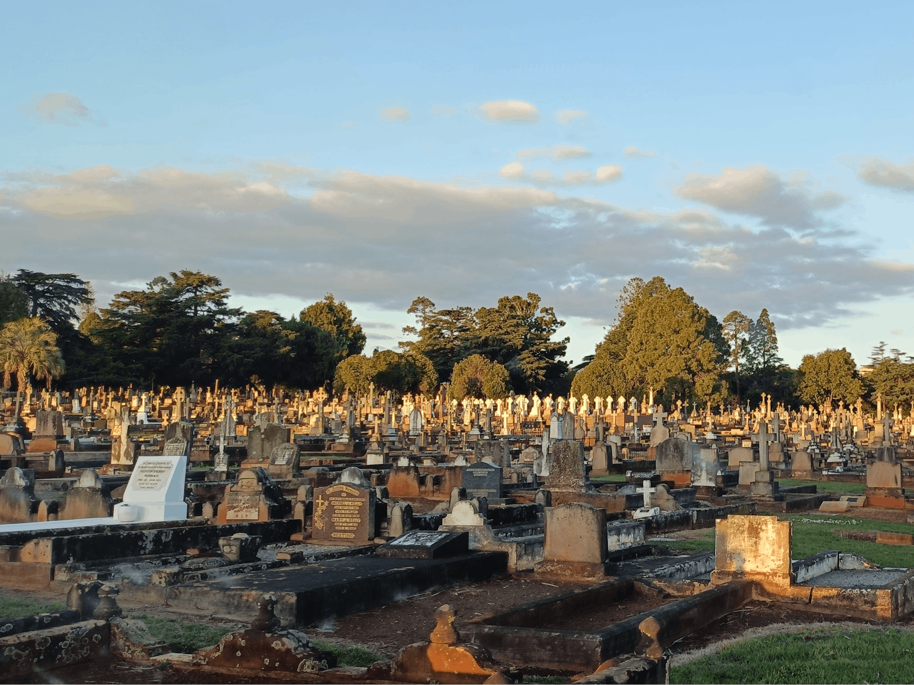 A large number of graves with trees and blue skies in the background