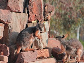 3 Yellow footed rock wallabies on a large rock
